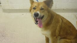 A rust/white chow with ta blue leash, looking happy