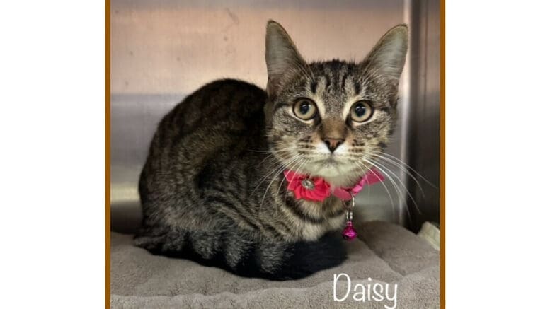 A tabby cat with a pink leash inside a cage