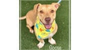 A tan/white mixed breed with a colorful scarf and blue leash, looking happy