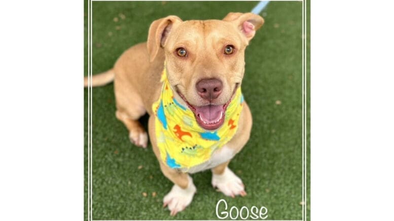 A tan/white mixed breed with a colorful scarf and blue leash, looking happy