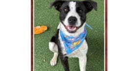 An assorted mixed breed dog with a blue scarf, looking happy