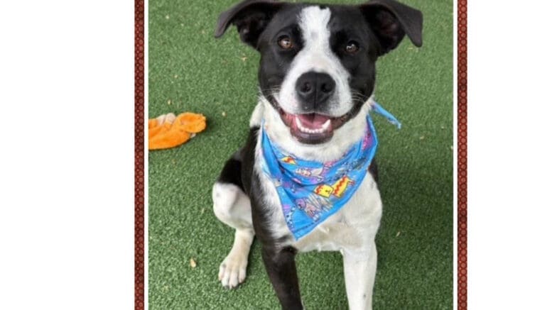 An assorted mixed breed dog with a blue scarf, looking happy
