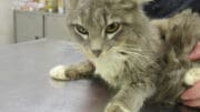 A gray tabby/white cat held by someone, looking angry