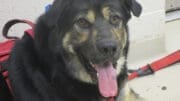 A brown/black shepherd with tongue's out