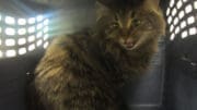 A tabby cat inside a cage, looking angry