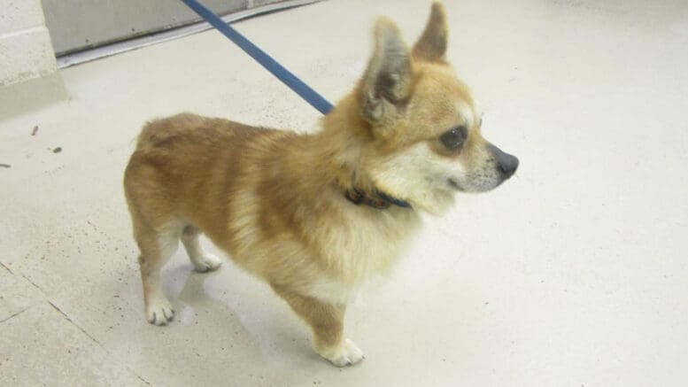 A brown chihuahua with a blue leash