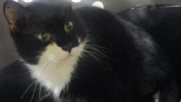 A black/white cat inside a cage, looking angry