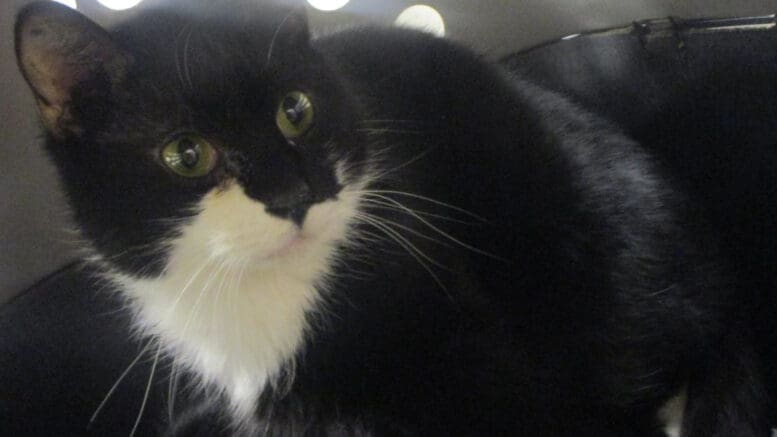 A black/white cat inside a cage, looking angry