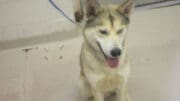 A black/white husky with a blue leash, looking happy