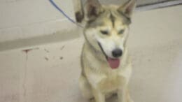 A black/white husky with a blue leash, looking happy