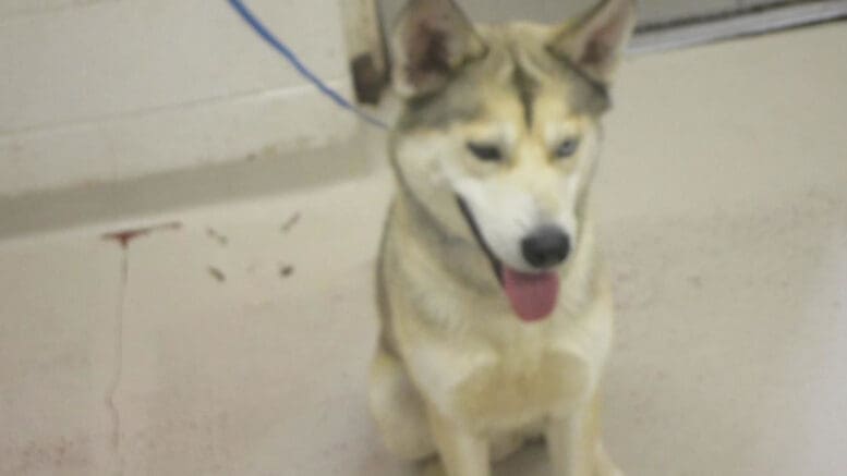 A black/white husky with a blue leash, looking happy