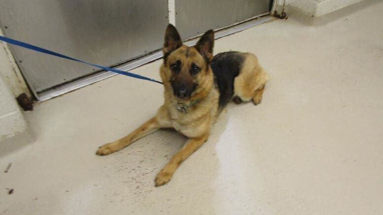 A German shepherd with a blue leash