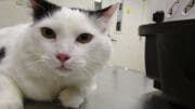 A black/white cat looking at the camera