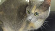 A gray/calico cat inside a cage