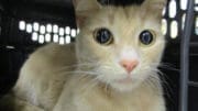 An orange tabby cat inside a cage