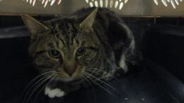 A tabby/white cat inside a cage, looking scared