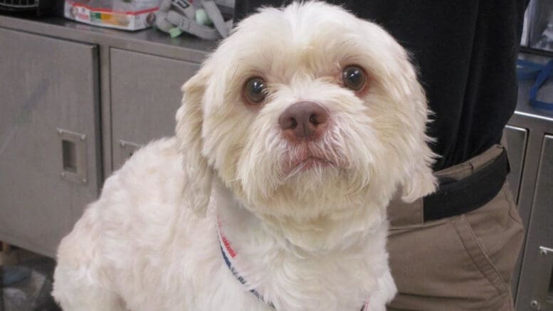 A white toy breed looking at the camera