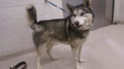 A black/white husky with a blue leash