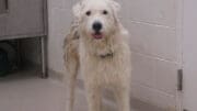 A white/gray mixed breed dog, looking happy