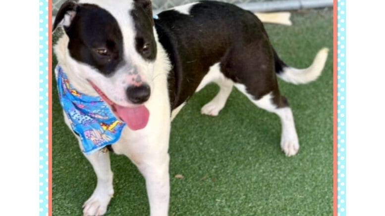 A black/white pit bull with a blue scarf, looking happy