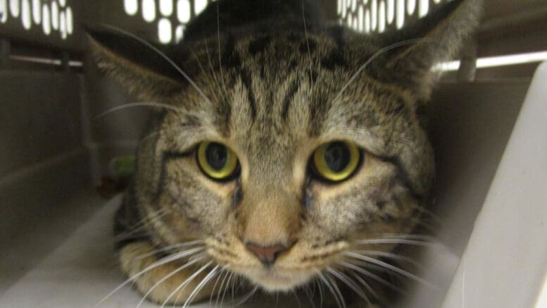 A tabby cat inside a cage, looking sad