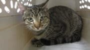 A tabby cat inside a cage, looking sad