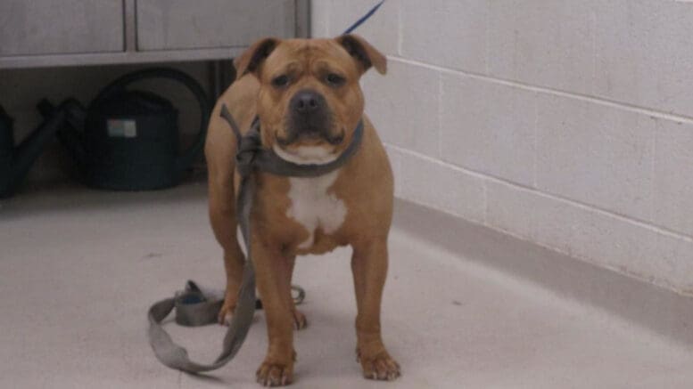 A brown pit bull type with a blue leash, looking angry