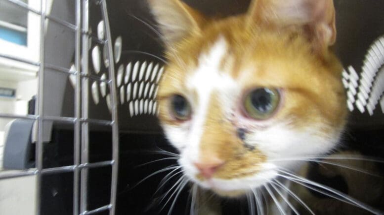 An orange/white tabby cat inside a cage