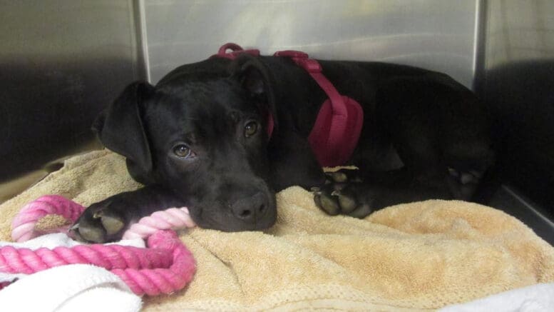 A black puppy mixed breed dog inside a cage, looking sad