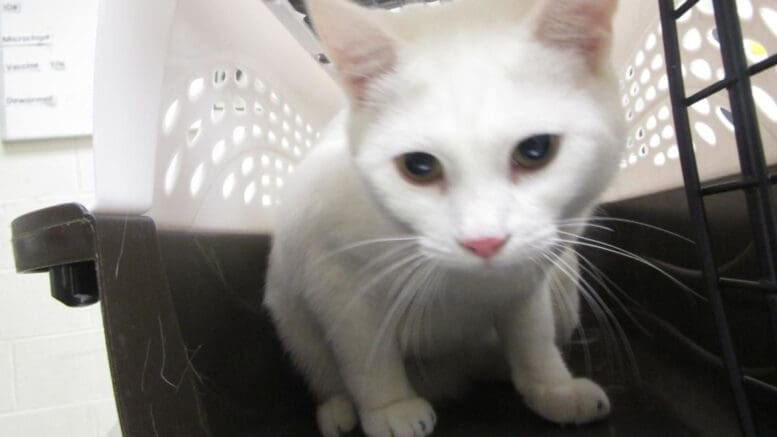 A white kitten inside a cage, looking angry