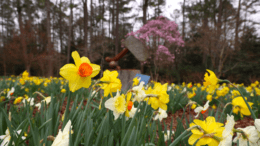 A field on yellow flowers with an abstract sculpture in the middle