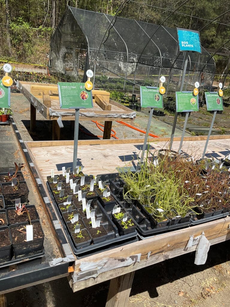 Plants on display at sale