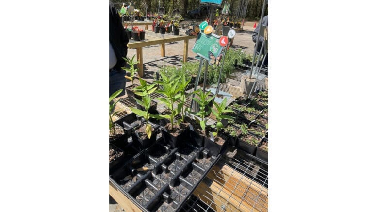 Swamp milkweed on display in sale