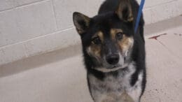 A tri-color mixed breed with a blue leash, looking sad