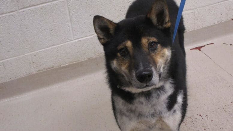 A tri-color mixed breed with a blue leash, looking sad