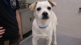 A white/tan puppy with a blue leash