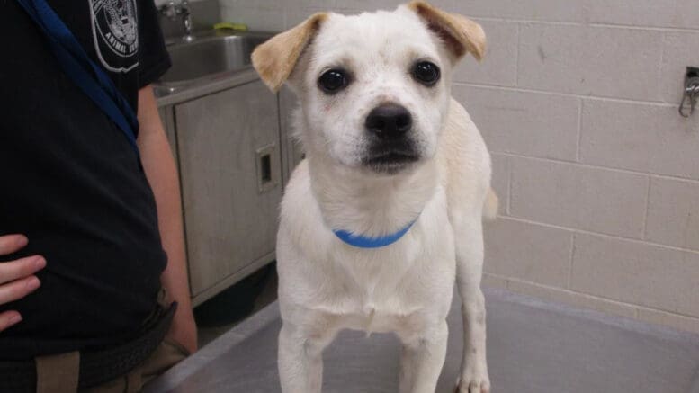 A white/tan puppy with a blue leash