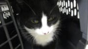 A black/white cat inside a cage, looking angry