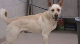 A yellow shepherd with a blue leash, looking happy