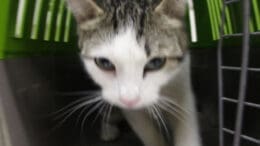 A tabby/white cat going out from a cage