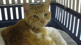 An orange tabby cat inside a cage, looking angry