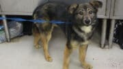 A black/tan shepherd with a blue leash, looking ahead