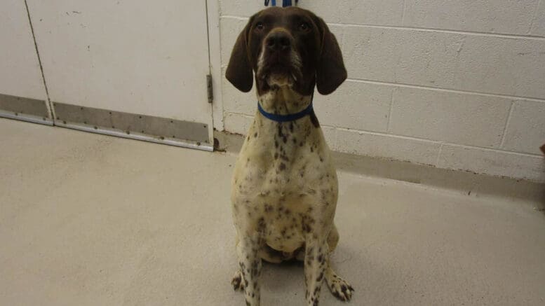 A white/brown hound sitting