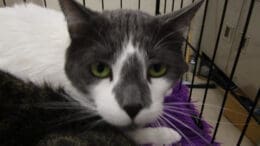 A white/gray cat inside a cage, looking sad