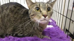 A tabby cat inside a cage, looking sad