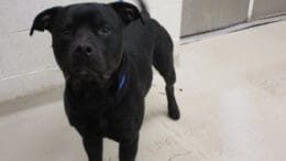 A black pit bull type with a blue leash, looking angry