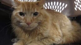 An orange cat inside a cage, looking angry