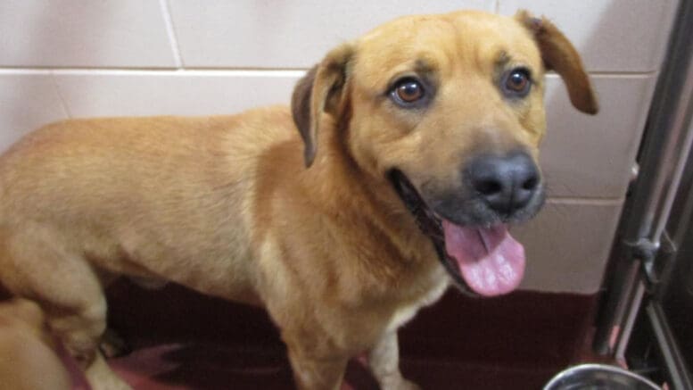 A yellow labrador retriever looking happy