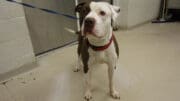 A gray/white pit bull type with a blue/red leash