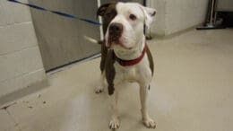 A gray/white pit bull type with a blue/red leash